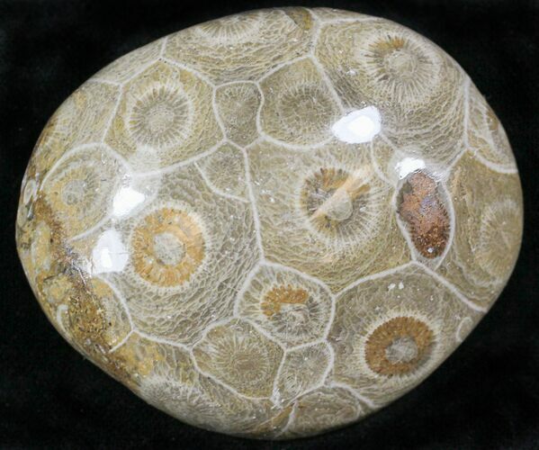 Polished Fossil Coral Head - Morocco #22309